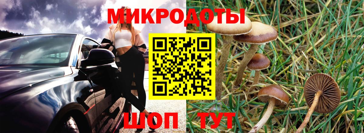 Сухой Лог  Псилоцибиновые грибы Psilocybe  Вход с VPN 